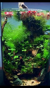 MJ | Aquascaping on Instagram: "To make a planted vase aquarium, you’ll need a vase, substrate, plants, and potentially some hardscape elements like driftwood or stones. Start by layering your substrate (aquasoil, gravel, sand) and arranging your hardscape. Then, plant your chosen aquatic plants, ensuring they are properly rooted. Finally, fill the vase with dechlorinated water, and consider adding a small heater and light if needed for your specific plants and location . . 👉🏻Be sure to SUBSCR