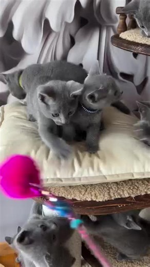 Loving Russian Blue kittens socialised from an early age.