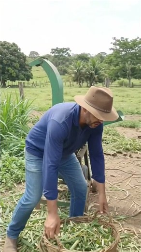 Napier grass: who still remembers it? #cattlefarmer