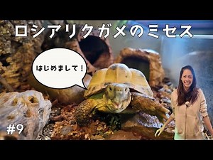 #9 ロシアリクガメ ミセス ／ Next introduction, My land turtle “Mrs.”