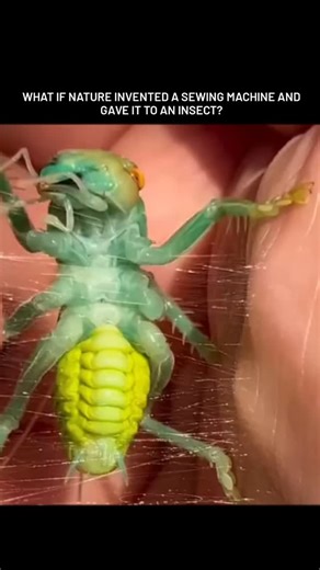 Strike Feed on Instagram: "Meet Eugryllacris guomashan, one of the rarest and strangest insects on Earth. Unlike spiders, this raspy cricket spins silk directly from its mouth, using it to stitch leaves together into a secure shelter. In this clip, it weaves delicate loops right on a hand—so precise it almost looks like it’s crafting a tiny heart. A surreal reminder that some of nature’s most advanced designs exist in the smallest creatures. #NatureIsWild #InsectWorld #RareCreatures #SilkWeaving