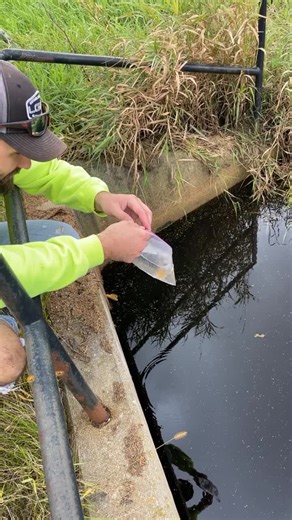 Releasing Goldfish into the Wild: A Natural Habitat Journey