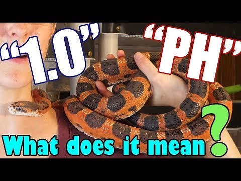 Understanding Common "Reptile Codes"