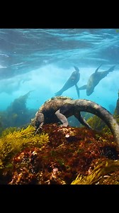 Watch How This Baby Godzilla survive!!! #wildanimals #animals #fyp #foryou | Wildest Animals