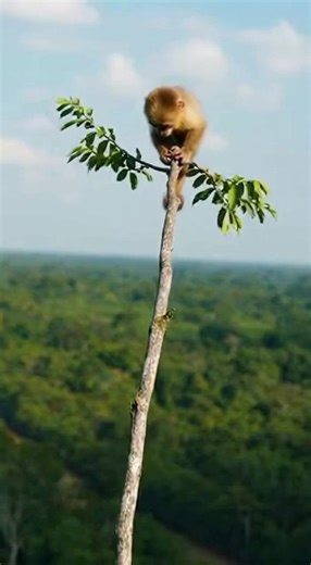 Baby Monkey Falls From Tree – A Touching Moment