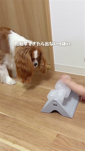 遊び需要と食欲を満たす #キャバリア#犬と赤ちゃん #犬との暮らし #癒し