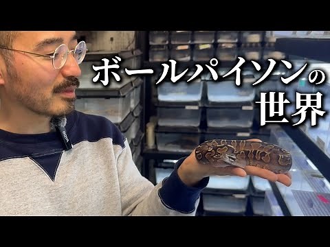 う大、ボールパイソンの世界へ