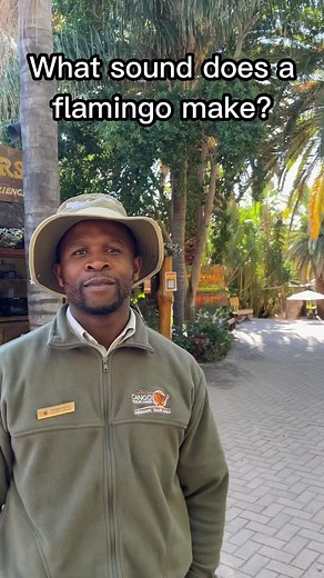 What sound does a flamingo make 🦩 #cangowildliferanch #flamingoday