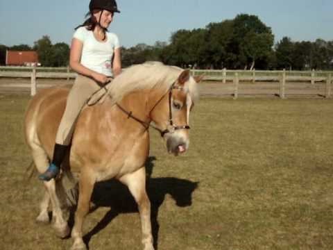 Bitless dressage (LG-zaum) with Haflingergelding Shilas!