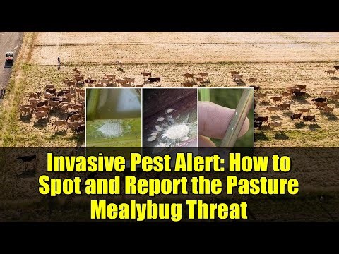 Invasive Pest Alert: How to Spot and Report the Pasture Mealybug Threat