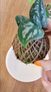 Try this easy way to water your kokedama 👇🫰 | I•vy