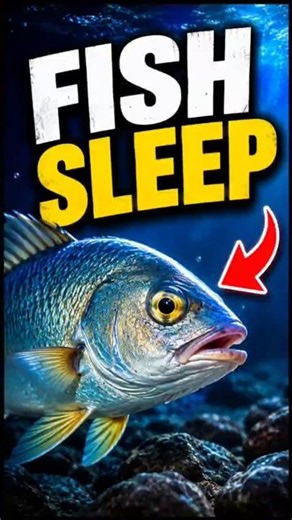 How Do Fish Sleep? 🐟😳 | Fact Effect