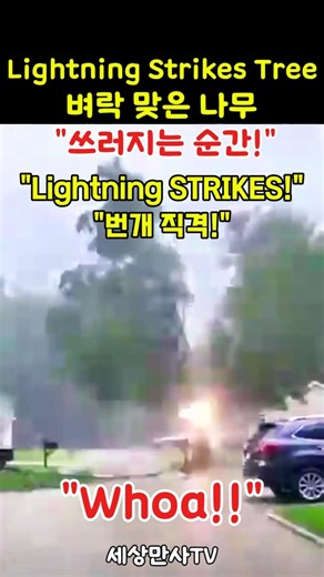Lightning Strikes Tree "벼락 맞은 나무 쓰러지는 순간!"