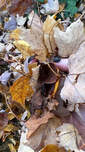 Football 🏈 Travel 🛫 Decorating the house. Enjoy your fall to-do list, knowing gross gutter gunk 🍂 isn’t on it. ​ Our local pros clean out your gutters, repair damaged areas, then install LeafFilter for year-round, clog-free gutter protection, guaranteed. Act now and get $500 off your new gutter system. | LeafFilter Gutter Protection