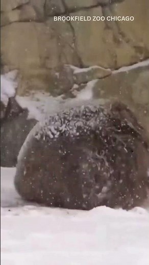 Animals play in snow at Chicago zoo