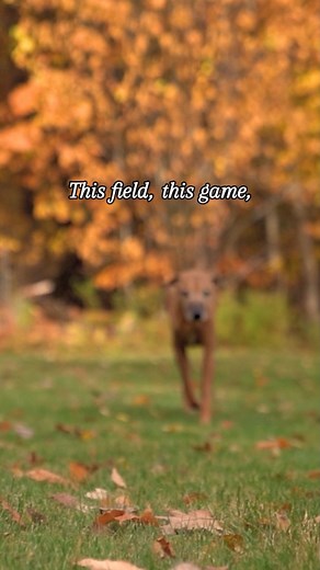 Find the dog. Find the field. Build the dream every time you step into it together | markingourterritory