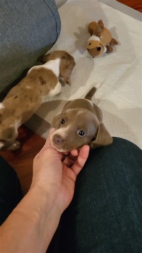 Settling down for the night 🌙 Croft Kennels