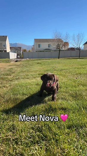 Meet Nova! 勺 the sweetest chocolate lab! We are so in love with our sweet girl! #chocolatelab #puppy #labpuppy #nova #babydoggy | Moms Just Making It | Facebook