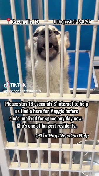 Maggie Needs a Hero: Adopt This Sweet Dog Today!