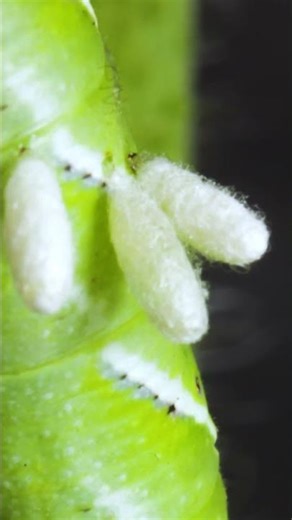 Real Aliens in Nature 🪱