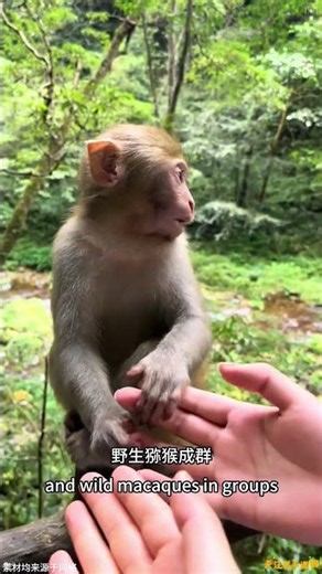 As a local tour guide in Zhangjiajie, I’ve put together the ultimate budget-friendly, high-qualit...