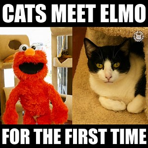 Elmo says: | The Pet Collective
