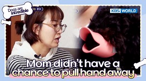 4K views · 68 reactions | [Dogs are incredible] ⭐️Weekly Highlight⭐️ Mom didn't have a chance to pull hand away Check out the most exciting and memorable part of the video! (ENG SUB)Dogs are incredible : EP.165 | KBS WORLD TV 230411 #Dogsareincredible #개는훌륭하다 #犬は素晴らしい #狗很优秀 | KBS WORLD | Facebook