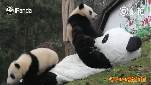 1.6M views · 16K shares | A zookeeper in China has to dress up as a panda and interact with panda cubs in order to help them learn to live without relying on humans. The pandas, kept in the Wolong National Nature Reserve in southwest China’s Sichuan province, are due to be released in protective wildlife and must learn to live on their own. Video courtesy of iPanda | The Guardian | Facebook