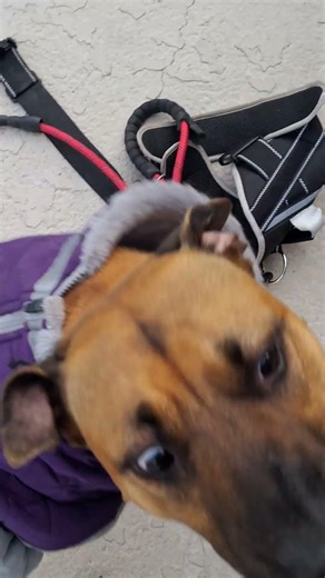 Brownie happy girl 💗 💓 👧