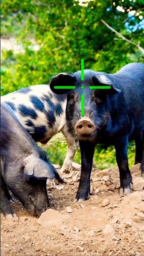 TANNERITE vs WILD HOGS!