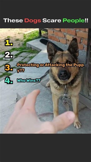 Ranking Scary and Aggresive Dogs! (Part 5)