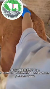 1.4M views · 5.1K reactions | Siempre en busca de nuevas tecnologías para el sector ganadero! Nuevo sistema de Inseminacion visual ya disponible para usted 8863-25-88 | Ganadería La Piedra | Facebook