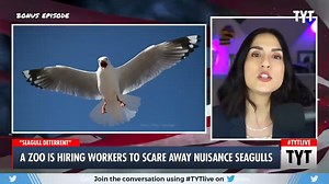 26K views · 15 reactions | Zoo Deploys "Secret Weapon" To Scare Away Seagulls | The Young Turks | Facebook