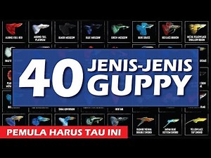 Mengenal 40 Jenis Jenis Ikan Guppy (Types of Guppy Fish)