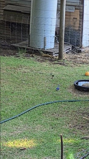 Two Superb Fairy-Wren Birds Hunt Bugs Together