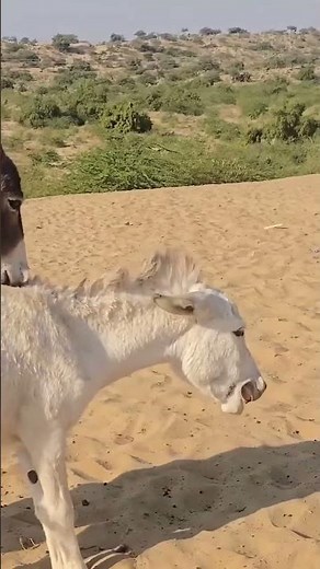 White Donkey Mating 2025 #breeding #donkey #mating