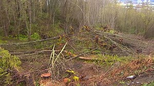 Second suit over West Seattle tree cutting settled for $360K