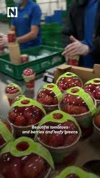 UAE farmers boost food security with year-round local production