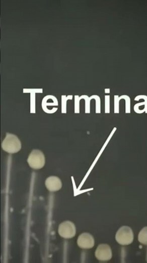 This strange animal from the depths of the sea #science #documentary #ocean