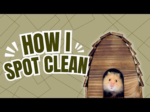 Hamster Cage Cleaning Routine