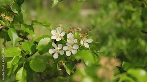 Pear blossoms in spring. White flowers on pear branches. Gardening, growing pears in the USA and Europe.