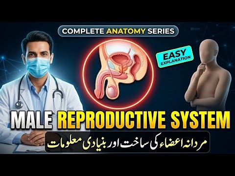 Male Reproductive System Explained | Anatomy and Functions | Health Education | Urdu/Hindi