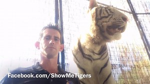 11K views · 236 reactions | TIGERS AT CIRCUS WORLD HIT AND WHIPPED!!!...