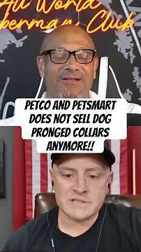 Prong Collars: Expert K9 Training Insights & DIY Tips #shorts