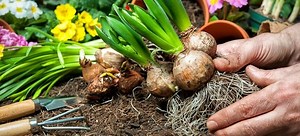 Spring Bulbs for Beginners | DoItYourself.com