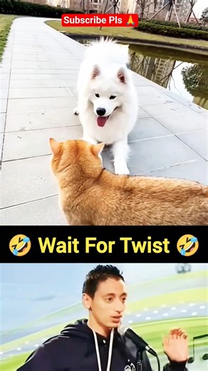 Dog soch raha tha game hai… Billi ne fight bana diya 🤣 #shorts