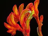 Kangaroo Paw Plants, Flowers - Care, Prune and Growers Guide (2018)