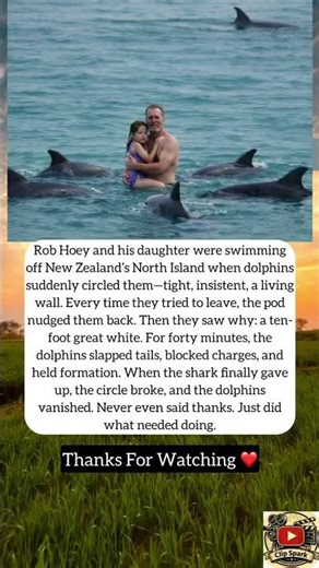 Rob Hoey and his daughter were swimming off New Zealand’s #shorts #shortvideo #actor #rescue #news