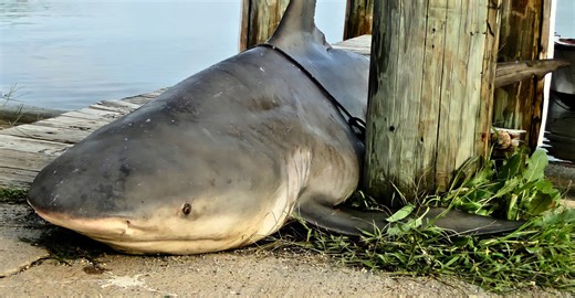 Bull sharks found 1,160 miles up the Mississippi River—what you need to know