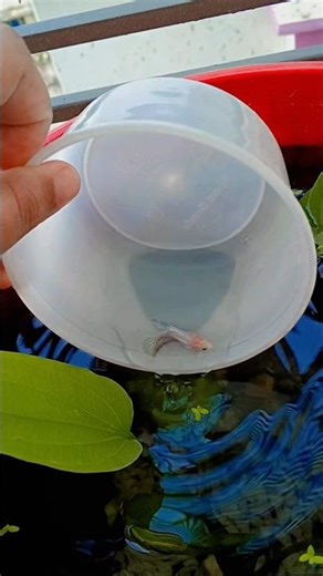 adding betta at mini pond 🤍🐟#bettafish #ponds #fish